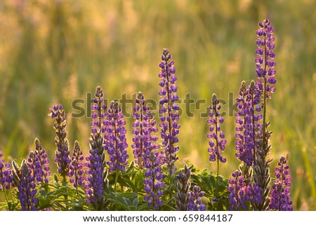 Delphinium Stock Images, Royalty-Free Images & Vectors | Shutterstock