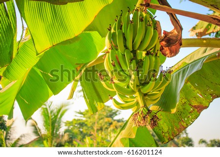 Banana Tree Stock Images, Royalty-Free Images & Vectors | Shutterstock