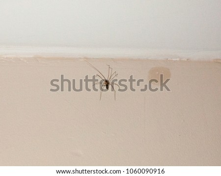 Common Spider Inside House On White Stock Photo Royalty Free