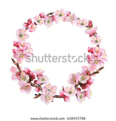 Wreath from blossoming apple-tree isolated on white background. Flowering cherry branches, apricots. Sakura. Illustration. Watercolor. Handmade. Picture