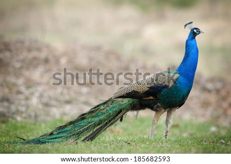 Full Size Indian Peafowl Peacock Male Taken From Side
