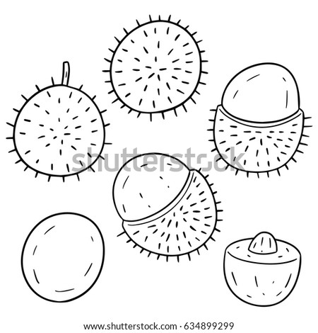 Vector Set Rambutan Stock Vector 634899299 - Shutterstock