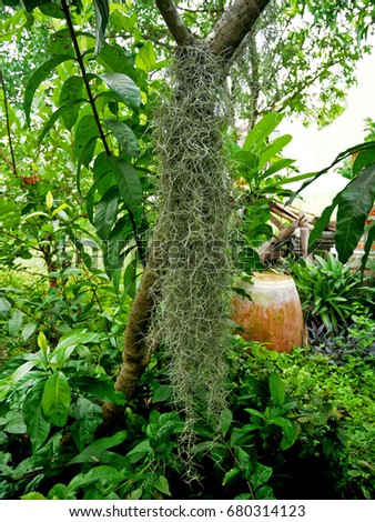 tillandsia usneoides tree decorations in the garden hanging from the tree - Garden Hanging Decorations tillandsia usneoides tree decorations in the garden hanging from the tree - Garden Hanging Decorations