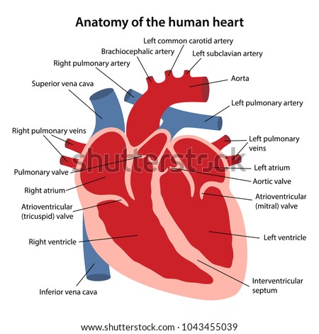 Anatomy Human Heart Cross Sectional Diagram Stock Vector ...
