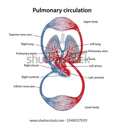 Circulation Blood Diagram Pulmonary Circulation Vector 库存 ...