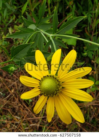 Echinacea rudbeckia