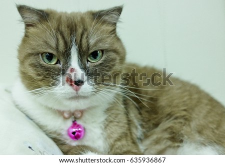 Cat nasal allergy