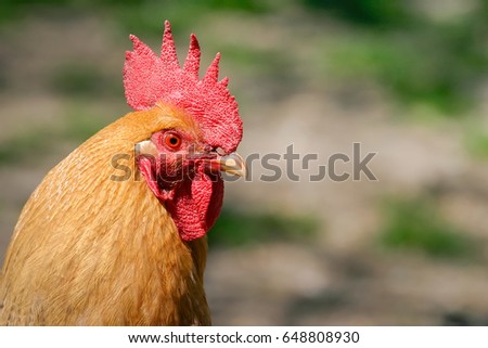 Close up cock pics free Review bukkake 7 spunk