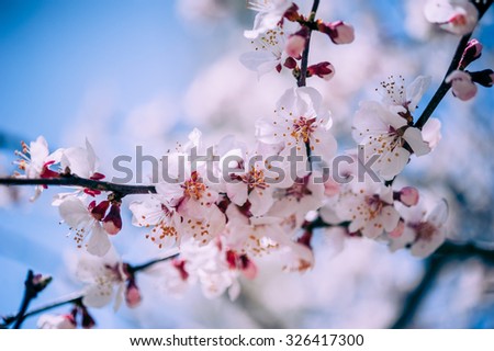 Apricot blossom in Pakistan
