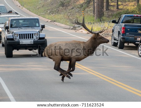 Male Elk runs across a road in Rocky Mountain National Park on September 7th 2017 in Colorado as onlookers stop cars to watch near the busy entrance.