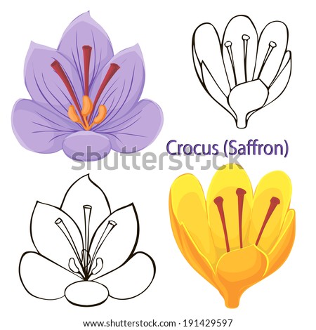 Saffron Flower Stock Images, Royalty-Free Images & Vectors | Shutterstock