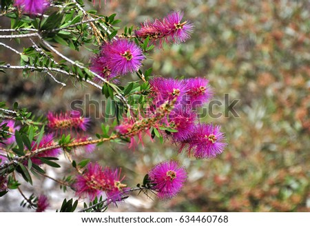 Myrtaceae Stock Images Royalty-Free Images Vectors Shutterstock
