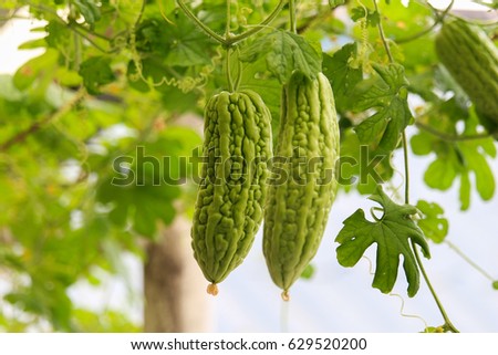 TỨ TUYỆT HOA - Page 33 Stock-photo-momordica-charantia-629520200