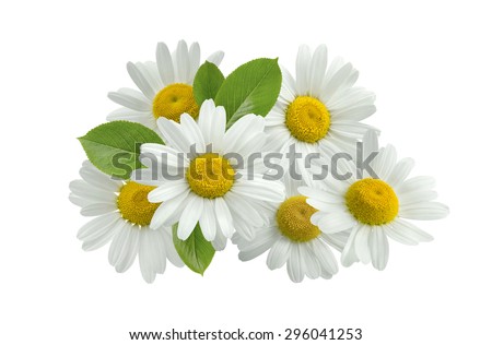 Chamomile Stock Photos, Royalty-Free Images & Vectors - Shutterstock