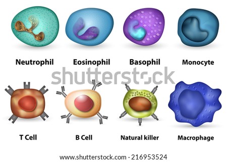 Macrophages Stock Images, Royalty-Free Images & Vectors | Shutterstock