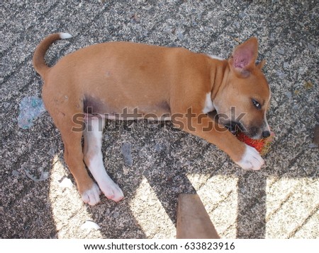 dog lays down to eat dog lays down to eat