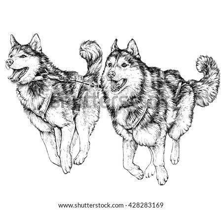 Download Husky Sled Race Running Husky Vector Stock Vector (Royalty ...