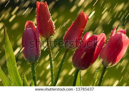 Tulips Rain Stock Images, Royalty-free Images & Vectors 