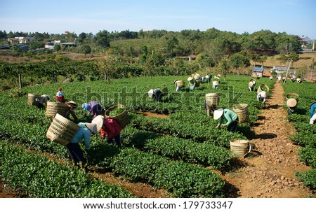 THAI NGUYEN, VIETNAM- FEB 24: People pick tea leaf on agricultural plantation, tea leave is good, healthy drink, picker working at day, carry basket, pick green leaf to harvest, Vietnam, Feb 24, 2014