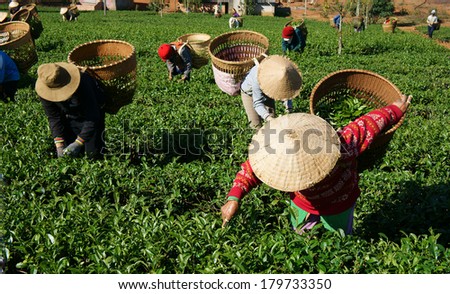 THAI NGUYEN, VIETNAM- FEB 24: People pick tea leaf on agricultural plantation, tea leave is good, healthy drink, picker working at day, carry basket, pick green leaf to harvest, Vietnam, Feb 24, 2014