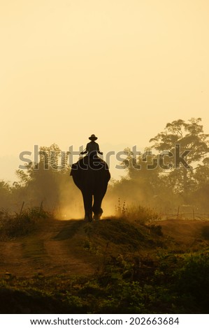 Silhouette of people ride elephant walking on the path at Vietnam countryside, the dusty way by dust of soil, mahout ride this animal for travel in Buon Me Thuot