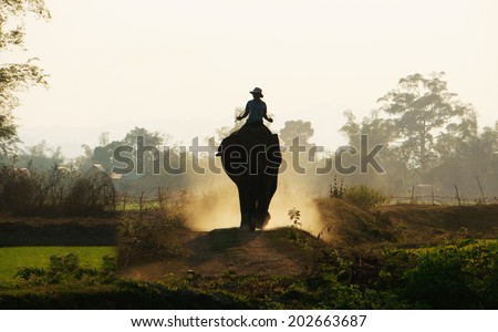 Silhouette of people riding elephant walking on the path at Vietnam countryside, the dusty way by dust of soil, mahout ride this animal for travel in Buon Me Thuot