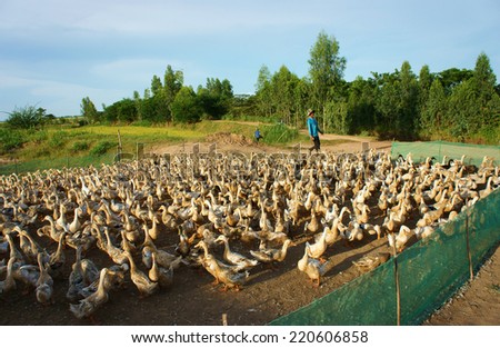 DONG THAP, VIET NAM- SEPT 19: Asian farmer grazing flock of duck, vibrant landscape of Vietnamese village, yellow paddy field, many herd of domestic animal at Mekong Delta, Vietnam, Sept 19, 2014