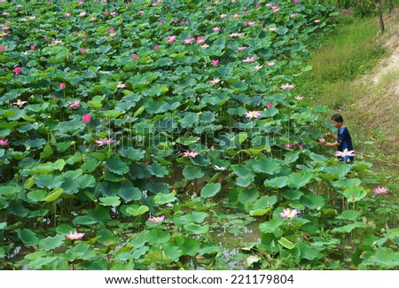 DONG THAP, VIET NAM- SEPT 22: Asian farmer picking lotus flower at lotus pond, flowers bloom in vibrant pink, green leaf, lonely Vietnamese man at wide flora lake,Vietnam, Sept 22, 2014
