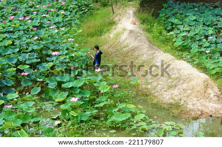 DONG THAP, VIET NAM- SEPT 22: Asian farmer picking lotus flower at lotus pond, flowers bloom in vibrant pink, green leaf, lonely Vietnamese man at wide flora lake,Vietnam, Sept 22, 2014