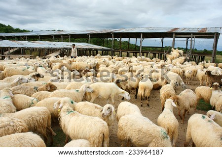 PHAN RANG, VIET NAM- OCT 24: Asian farmer with sheep breeding, Vietnamese people drive flock of animal back stable, Ninh Thuan countryside raise herd of livestock as sheeps, Vietnam, Oct 24, 2014
