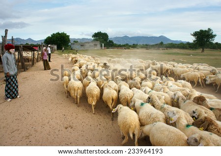 PHAN RANG, VIET NAM- OCT 24: Asian farmer with sheep breeding, Vietnamese people drive flock of animal back stable, Ninh Thuan countryside raise herd of livestock as sheeps, Vietnam, Oct 24, 2014