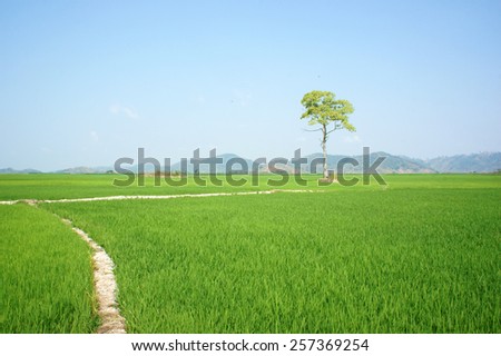 Beautiful agriculture field at Buon Me Thuot, Daklak, Vietnam, tree on green paddy field, eco place for Viet Nam travel, vast landscape under sky