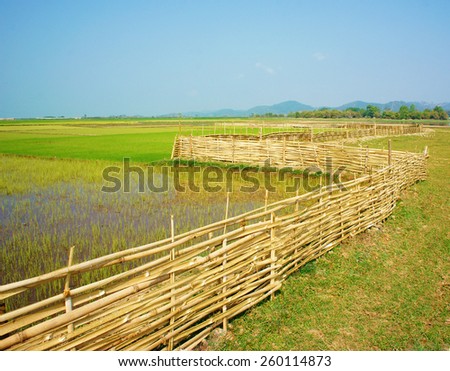 Beautiful Vietnamese rural, green paddy field with bamboo fence under sky, Vietnam countryside is place for ecotourism with fresh air, beauty scene, nice agriculture farm