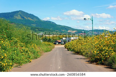 Vietnamese countryside with wild sunflower bloom in yellow along street, Dalat is city for travel, with beauty landscape, beauty village, wild flower