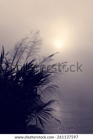 Amazing scenery of Vietnam village in morning at sunrise, silhouette of wild grass beside lake, sun go up make abstract landscape