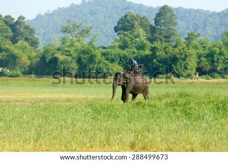 BUON ME THUOT- VIET NAM- JUNE 11: Asia travel in summer vacation at beautiful Vietnamese countryside, traveler travelling by ride elephant in eco tour, green landscape of rural, Vietnam, June 11, 2015