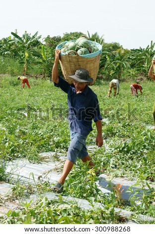 DONG THAP, VIET NAM- JULY 27: Group of Asian farmer working on agriculture field, Vietnamese man harvesting watermelon on water melon plantation to sale for trader, Dongthap, Vietnam, July 27, 2015