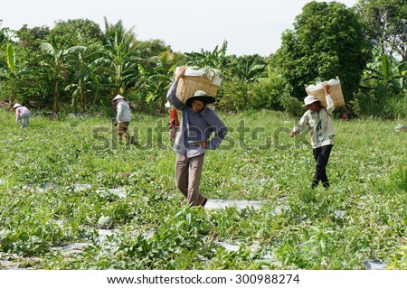DONG THAP, VIET NAM- JULY 27: Group of Asian farmer working on agriculture field, Vietnamese man harvesting watermelon on water melon plantation to sale for trader, Dongthap, Vietnam, July 27, 2015