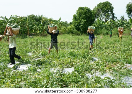 DONG THAP, VIET NAM- JULY 27: Group of Asian farmer working on agriculture field, Vietnamese man harvesting watermelon on water melon plantation to sale for trader, Dongthap, Vietnam, July 27, 2015