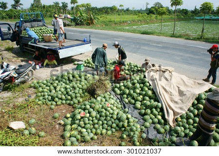 DONG THAP, VIET NAM- JULY 27: Group of Asian farmer working on agriculture field, Vietnamese man harvesting watermelon on water melon plantation to sale for trader, Dongthap, Vietnam, July 27, 2015