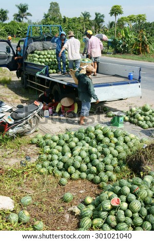 DONG THAP, VIET NAM- JULY 27: Group of Asian farmer working on agriculture field, Vietnamese man harvesting watermelon on water melon plantation to sale for trader, Dongthap, Vietnam, July 27, 2015