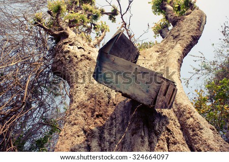 Amazing view with old mailbox hang overhead on large tree trunk in Vietnam forest, funny and danger mail box