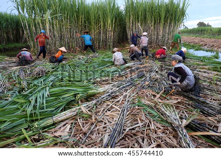 SOC TRANG, VIET NAM- JULY 14, 2016: Group of Asian farmer working on sugar cane field