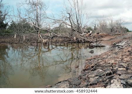 Dry mangrove forest at Ca Mau, Viet Nam, group of dried tree reflect on water, deforestation situation effect to environment, can make disaster