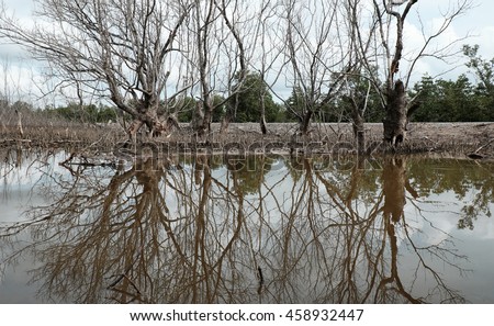 Dry mangrove forest at Ca Mau, Viet Nam, group of dried tree reflect on water, deforestation situation effect to environment, can make disaster