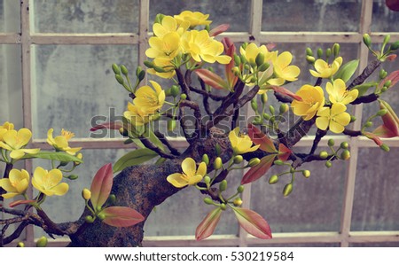 Vietnam spring flower for home decoration in springtime, handmade apricot blossom make from clay, amazing artwork with shade on white background, this kind of bonsai is tradition ornament on tet