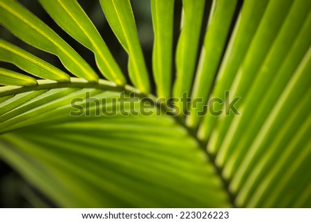 Green palm leaf at Asia.Coconut trees are very popular in Southeast Asia such as Thailand, Vietnam ...