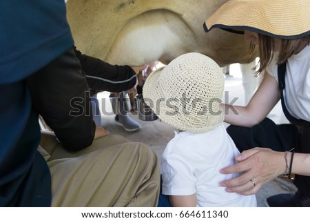 Cow milking
