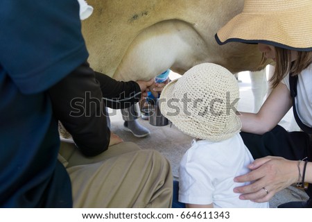 Cow milking