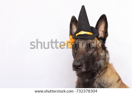 belgian malinois ear cropping malinois stock images royalty free images u0026 vectors shutterstock belgian malinois ear cropping malinois stock images royalty free images u0026 vectors shutterstock